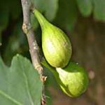 Fascinating Truths About The Garden Of Eden